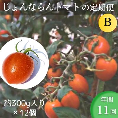 9位! 口コミ数「0件」評価「0」モリヒロ園芸が育てたじょんならんトマトの定期便B 約300g×12個入り（年間11回）　【定期便・宇多津町】　お届け：ご寄附（入金）頂いた月･･･ 