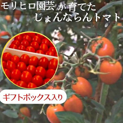 モリヒロ園芸が育てたじょんならんトマト(ギフトボックス入り) [ 野菜 ミニトマト こだわり 栽培方法 愛情 薄皮 高糖度 真っ赤 美しい 自慢 笑顔 やまらん とまらん やみつき フルーツトマト 美味しい ]