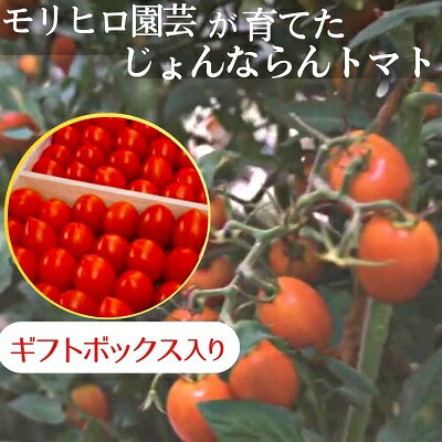 モリヒロ園芸が育てたじょんならんトマト（ギフトボックス入り）　【 野菜 ミニトマト こだわり 栽培方法 愛情 薄皮 高糖度 真っ赤 美しい 自慢 笑顔 やまらん とまらん やみつき フルーツトマト 美味しい 】