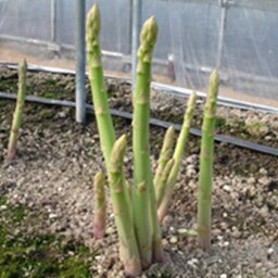 【ふるさと納税】香川県オリジナルアスパラガス「さぬきのめざめ」夏芽 約1.5kg　【野菜】　お届け：2024年6月上旬～10月下旬頃※状況によって希望通りお届けできない場合もあります。