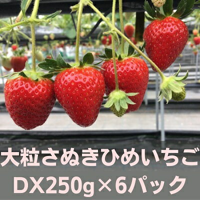 【ふるさと納税】大粒さぬきひめいちご　DX250g×6パック フルーツ 果物類 苺 イチゴ 　お届け：2026年2月上旬～5月下旬