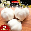 厳選 採れたて綾川町産にんにく約2kg ※2024年5月中旬から順次発送予定　　お届け：2024年5月上旬～6月下旬
