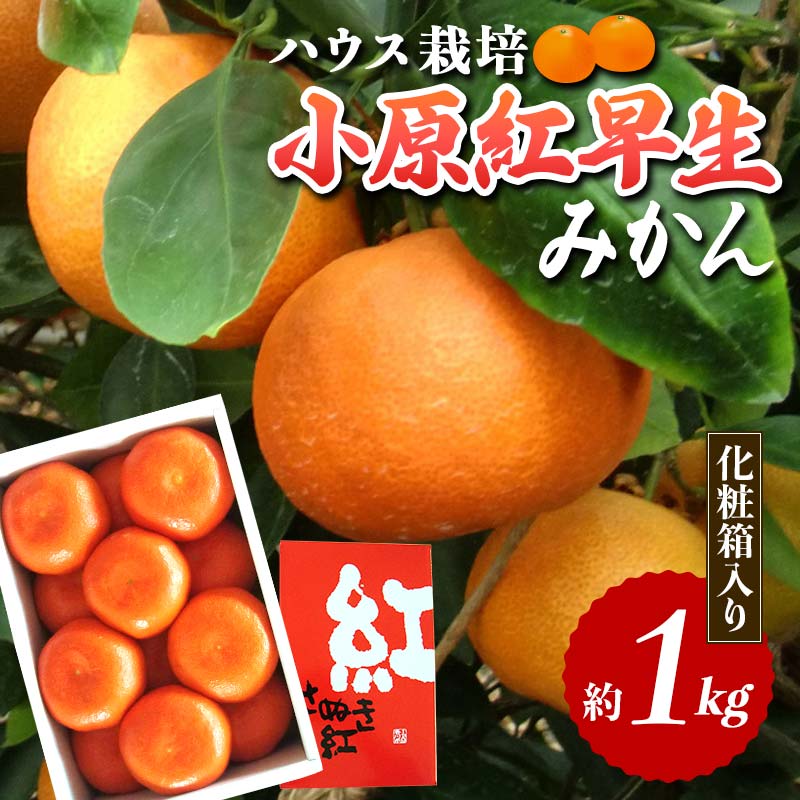[先行予約]ハウス小原紅早生みかん 化粧箱 (約1kg) みかん 柑橘 果物 フルーツ くだもの ハウス栽培 名産 国産 デザート ご当地 食品 四国 F5J-662
