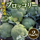 鮮度抜群！ブロッコリー 約2kg （2023年11月下旬より順次発送）朝採り 朝採れ 朝どれ ブロッコリー 野菜 サラダ 食品 名産 四国 F5J-368