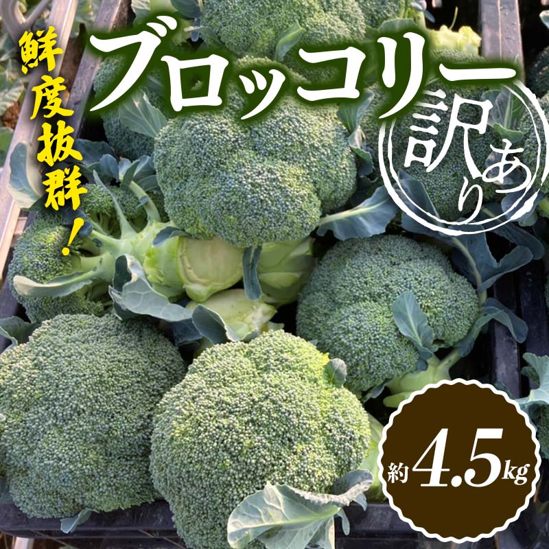 [訳あり]鮮度抜群!訳ありブロッコリー 約4.5kg (11月下旬より順次発送) 訳あり 野菜 ブロッコリー 朝採り 朝採れ 朝どれ 家庭用 サラダ 食品 名産 四国 F5J-369