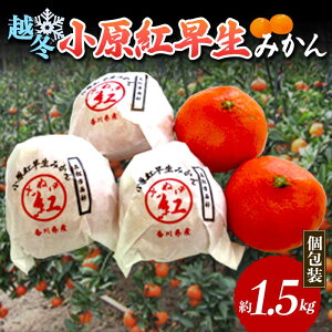 【ふるさと納税】【先行予約2026年1月~2026年2月頃お届け】 越冬小原紅早生みかん (個包装) 約1.5kg みかん 果物 くだもの フルーツ デザート 個包装 越冬 早生 オリジナル品種 食品 名産 四国 F5J-666