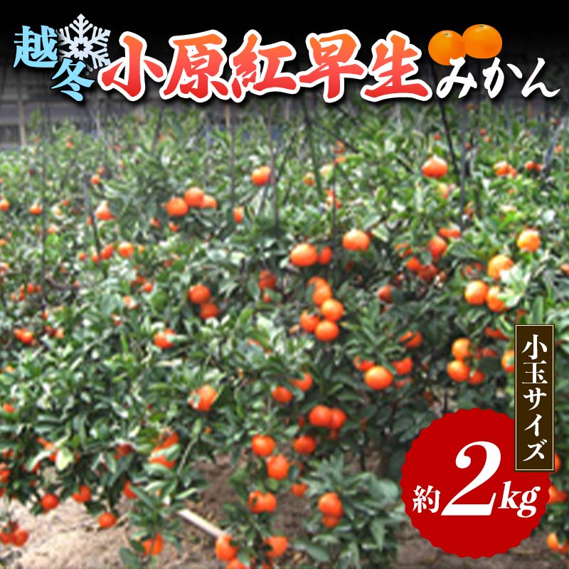 [先行予約]越冬小原紅早生みかん(小玉サイズ)約2kg(2025年1月上旬より順次発送) みかん 果物 くだもの フルーツ デザート 小玉 越冬 早生 オリジナル品種 食品 名産 四国 F5J-375