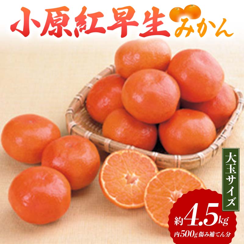 [レビューキャンペーン][先行予約]小原紅早生みかん(大玉サイズ)約4.5kg(+傷み補てん分500g)(2024年11月下旬より順次発送) みかん 果物 くだもの フルーツ デザート 大玉 早生 オリジナル品種 食品 名産 四国 F5J-376