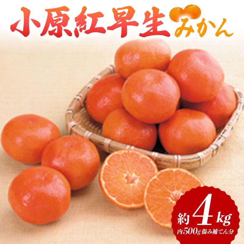 [レビューキャンペーン][先行予約]小原紅早生みかん約4kg(+傷み補てん分500g)(2024年11月下旬より順次発送) みかん 果物 くだもの フルーツ デザート 早生 オリジナル品種 食品 名産 四国 F5J-377