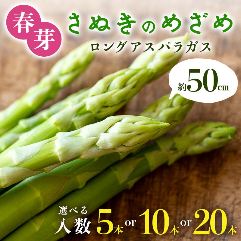 [先行予約2026年2月〜5月頃お届け]春芽 さぬきのめざめ 約50cm ロングアスパラガス 5本 10本 20本入り アスパラ サラダ お弁当 おかず フレッシュ 新鮮 琴平 香川 F5J-760var