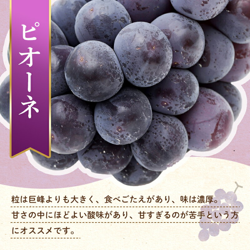 【ふるさと納税】【旬のお届け フルーツ定期便 2回】Cセット ピオーネ 約1.2kg デコポン約5.0kg ぶどう みかん 旬 フルーツ 果物 国産 香川県 F5J-781