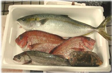 (地元漁師厳選!魚介類詰め合わせ)瀬戸内 季節の新鮮お魚セット〔提供:有限会社宮崎海鮮總業〕