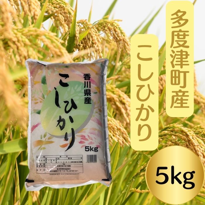 【ふるさと納税】多度津町産こしひかり 5kg 【令和5年産新