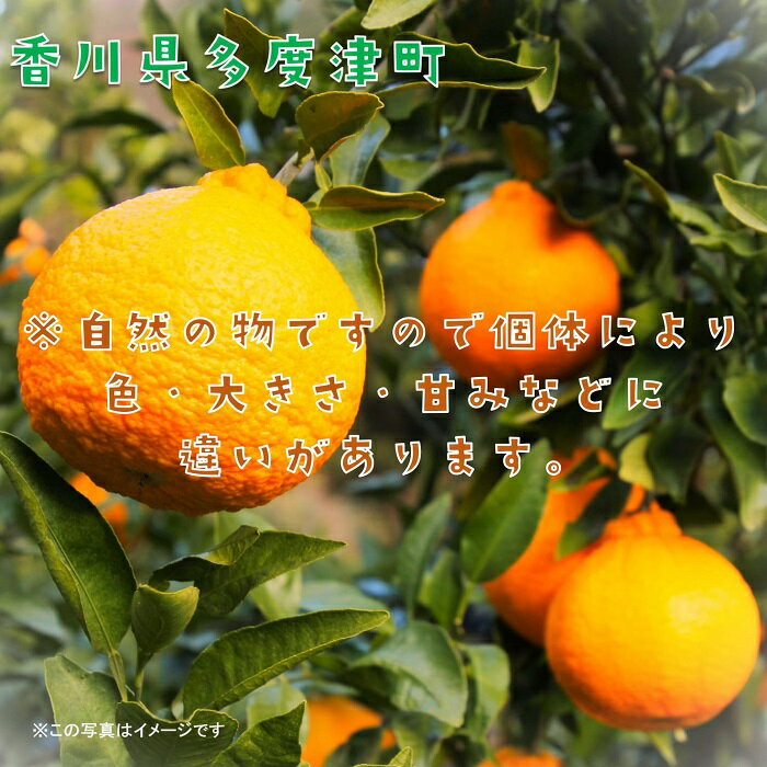 【ふるさと納税】長期貯蔵 熟成 不知火（でこぽん）約2.8kg【令和8年5月中旬より発送】〔提供：株式会社ことひら街道〕 しあわせ製麺 甘い ジューシー 季節限定 フルーツ くだもの 香川県 多度津町 旬 新鮮 ふるーつ 果物
