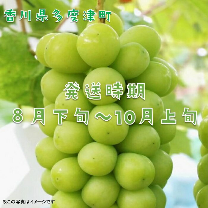 【ふるさと納税】シャインマスカット約1.2kg（2～3房入り）【令和7年8月下旬発送！予約受付中】〔提供：株式会社ことひら街道〕★しあわせ製麺★ぶどう★甘い★マスカット