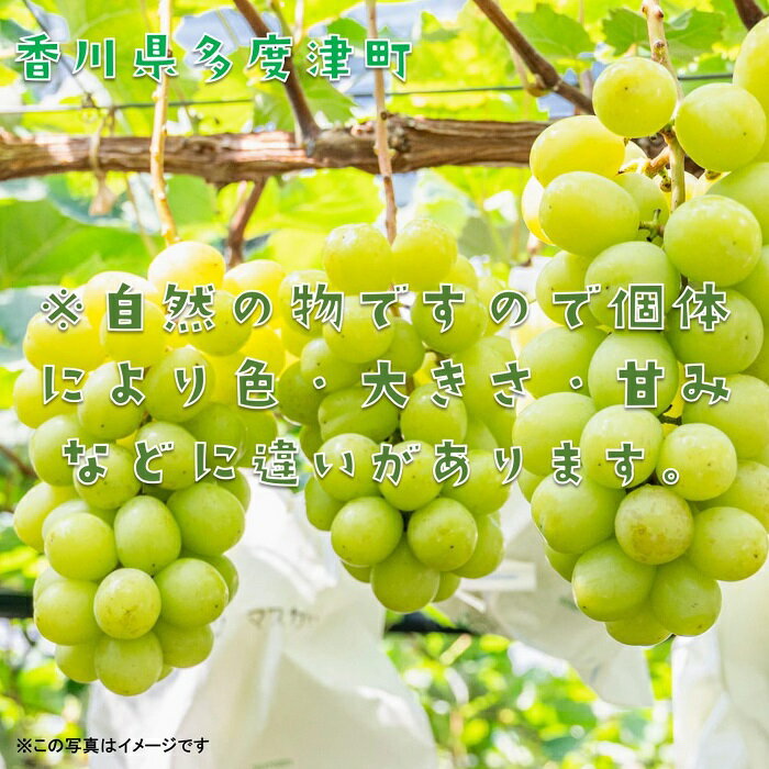 【ふるさと納税】シャインマスカット約1.2kg（2～3房入り）【令和7年8月下旬発送！予約受付中】〔提供：株式会社ことひら街道〕★しあわせ製麺★ぶどう★甘い★マスカット