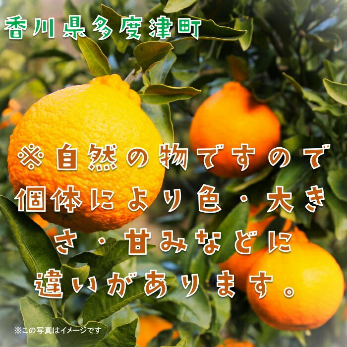 11月分予約 高知産 水晶文旦 6玉前後約3kg 産地化粧箱入 ギフト ※ ふるさと納税 ではありません S10
