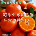 【ふるさと納税】『越冬小原紅早生みかん』約3kg【予約受付中!令和8年1月中旬より発送!】〔提供:株式会社ことひら街道〕しあわせ製麺 濃厚 甘い 紅い 香川オリジナル 希少
