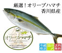 【ふるさと納税】(旬にお届け!2017年10月頃?出荷開始!)4kg超のオリーブハマチ1本まるごと!選べるカット(お届け:冷蔵)〔提供:有限会社 倉本水産〕