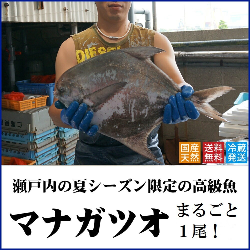 8位! 口コミ数「7件」評価「4.86」マナガツオ1尾（令和6年7月頃からの出荷分！）（お届け：冷蔵）〔提供：有限会社　倉本水産〕香川県 限定 高級魚 鮮魚 贅沢 絶品