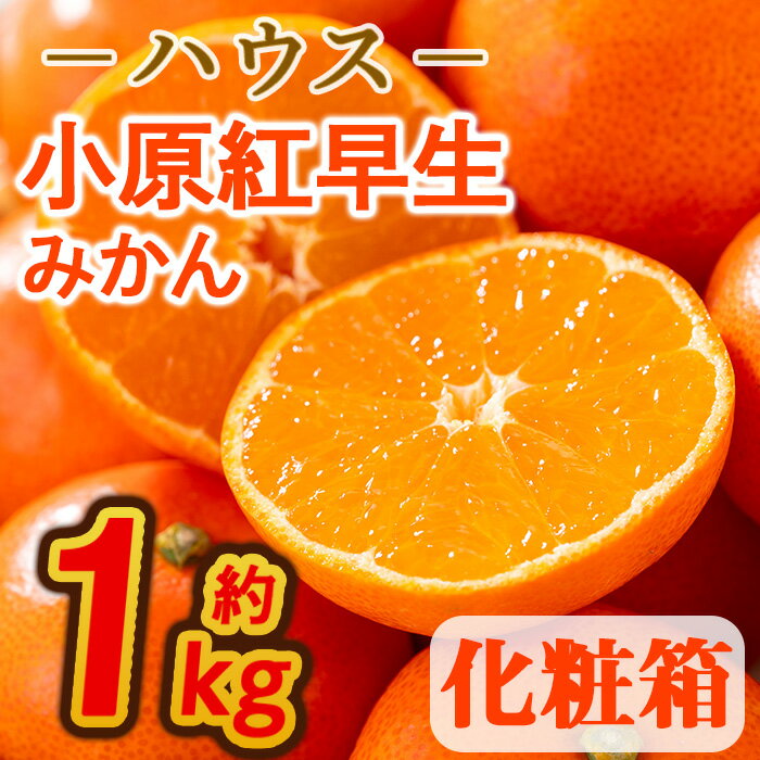 58位! 口コミ数「0件」評価「0」＜先行予約！2024年6月下旬以降順次発送予定＞香川県産 ハウス小原紅早生みかん(約1kg/化粧箱) ミカン ハウスみかん 早生みかん フル･･･ 