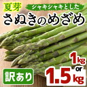 【ふるさと納税】<先行予約!2026年6月上旬以降順次発送><選べる容量>夏芽!訳ありさぬきのめざめ(約1kg・約1.5kg) 満足 アスパラガス 家庭用 国産 香川県 冷蔵 グリーン 旬 訳アリ 【man082】【Aglio nero】