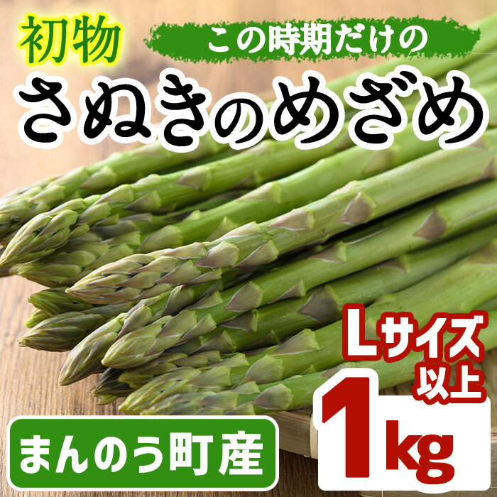 6位! 口コミ数「0件」評価「0」＜先行予約！2025年2月中旬以降順次発送予定＞初物！アスパラガス さぬきのめざめ (約1kg/Lサイズ以上) 国産 野菜 アスパラ 冷蔵 ･･･ 