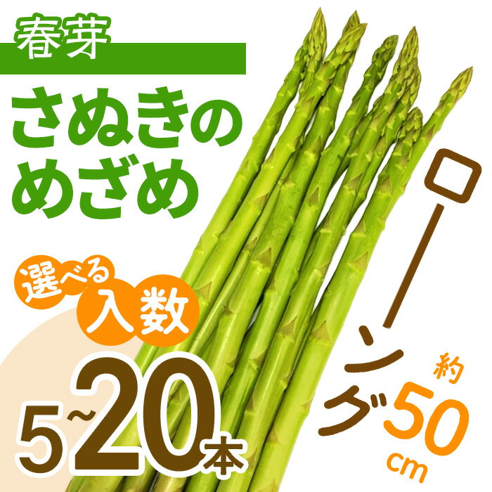 13位! 口コミ数「0件」評価「0」＜先行予約！2025年2月下旬以降順次発送予定＞＜選べる入数＞春芽！ロング！約50cm！ アスパラガス さぬきのめざめ (5本入・10本入・･･･ 