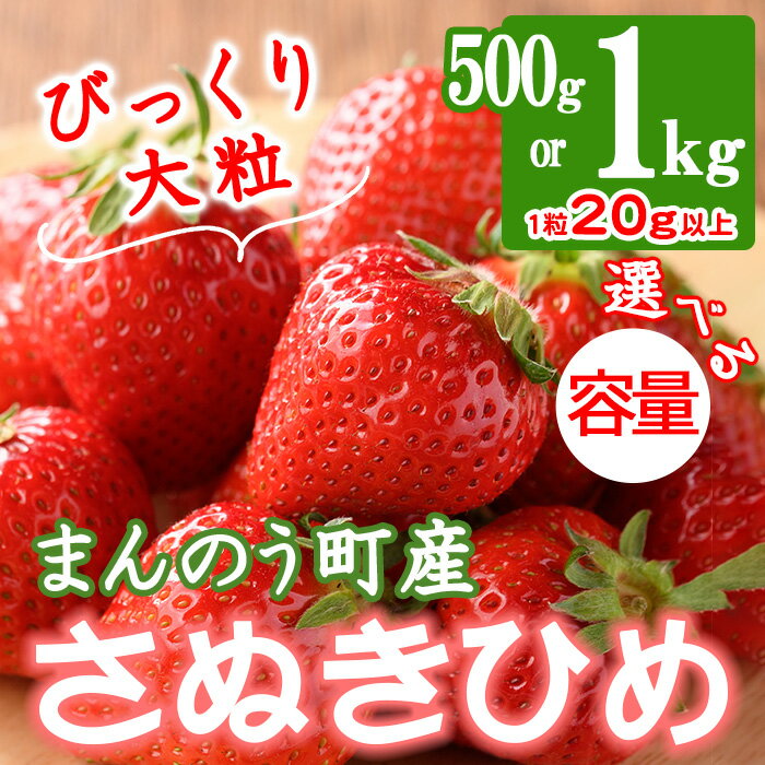 【ふるさと納税】＜期間限定！2024年3月下旬以降順次発送予定＞＜選べる容量＞大粒！香川県産 さぬきひめいちご(約500g・約1kg/1粒20g以上)国産 果物 くだもの 苺 イチゴ フルーツ 産地直送 新鮮 冷蔵便 【man104・man105】【Aglio nero】