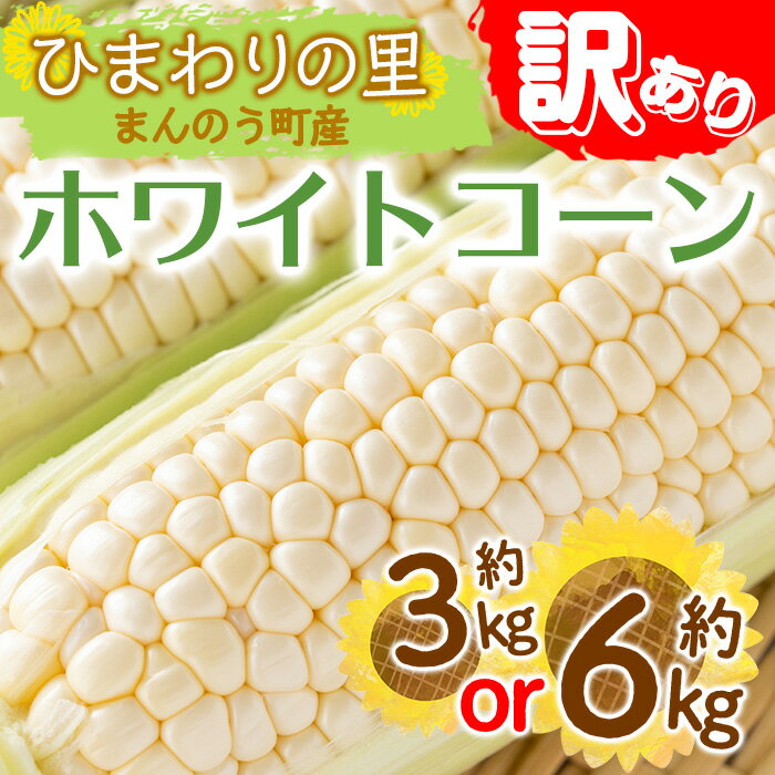 12位! 口コミ数「0件」評価「0」＜期間限定！2024年6月上旬以降順次発送予定＞＜訳あり＞＜選べる容量＞ホワイトコーン(約3kg・約6kg) トウモロコシ とうもろこし 家･･･ 