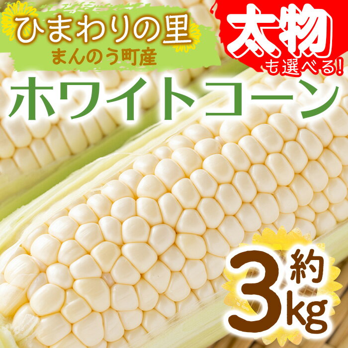 3位! 口コミ数「0件」評価「0」＜期間限定！2024年6月上旬以降順次発送予定＞＜太物も選べる＞太物！ホワイトコーン(約3kg/通常品・2Lサイズ以上) 国産 トウモロコシ･･･ 