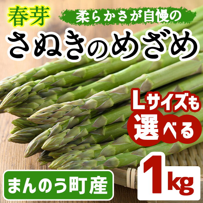 【ふるさと納税】＜期間限定！2024年2月下旬以降順次発送予定＞＜Lサイズも選べる＞春芽！アスパラガス さぬきのめざめ (約1kg/通常サイズ・Lサイズ以上) 野菜 アスパラガス アスパラ 産地直送 新鮮 冷蔵便 【man116・man117】【Aglio nero】