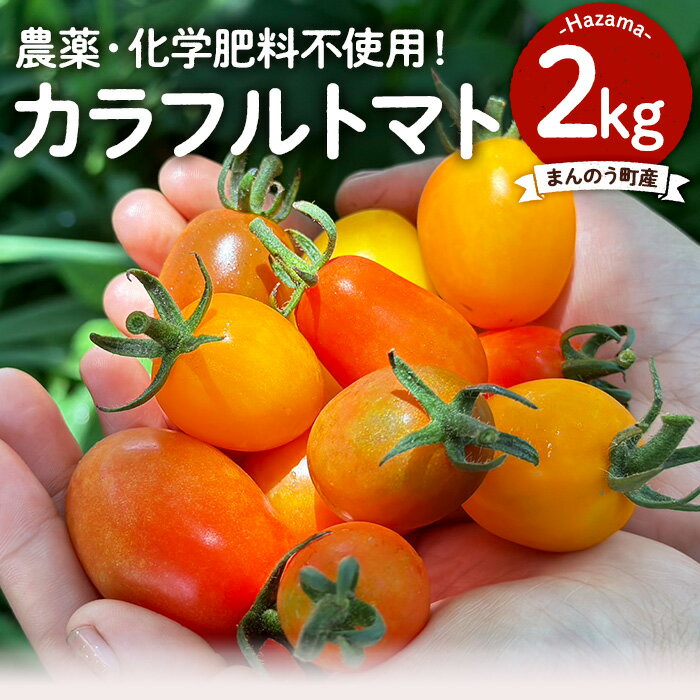 【ふるさと納税】＜期間限定！2024年7月上旬以降順次発送予定・数量限定＞カラフルトマト (約2kg) トマト ミニトマト プチトマト とまと 野菜 新鮮 国産 無農薬 化学肥料不使用 産地直送 送料無料 新登場【man205】【Bettim farm】のサムネイル