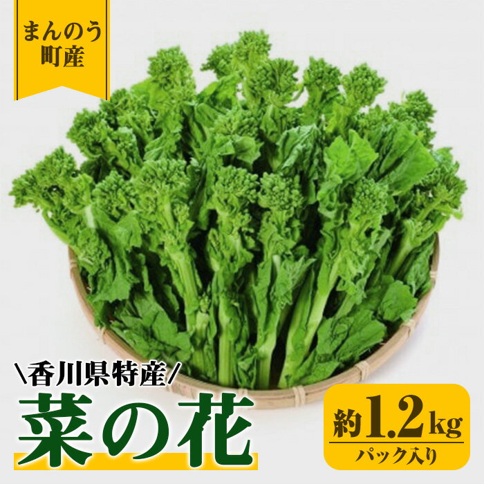 [先行予約!2025年12月中旬以降順次発送予定]菜の花(約1.2kg/パック入り) なの花 春 春野菜 野菜 産地直送 新鮮 香川 香川県 特産 果物 ベジタブル 旬 人気 お取り寄せ 新登場[man355][Aglio nero]