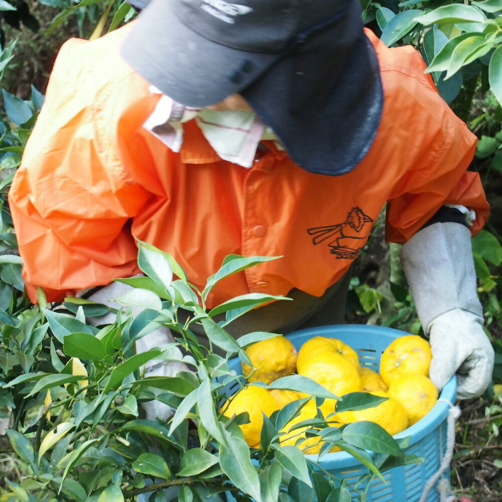 �ڤդ뤵��Ǽ�ǡۡ����٤����إ����ߥ��� ����ȱ ��ݦݨ/ͮ��/�Ų�/��ͽ��/�����մ�/�����˥إ����� �ݼ� ���᡼������ ��� £��ʪ ���ե� ���� ������ ��ɲ�� ����Į �ڤ��Ҥ��Į��Ķ�˿䤷���ʾ���Į�ˡۡ�1002��