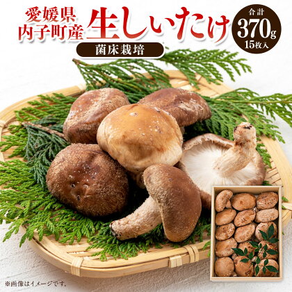 内子町産 生しいたけ（菌床栽培） 約370g 15枚入り 椎茸 シイタケ きのこ キノコ 茸 国産 四国 愛媛県 送料無料 (442)【えひめの町（超）推し！（内子町）】