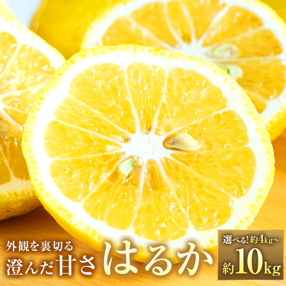 ＜選べる内容量＞【外観を裏切る澄んだ甘さ】 はるか M～3L混合 約4kg～約10kg みかん ミカン 蜜柑 柑橘 かんきつ フルーツ くだもの 果物 果実 デザート 愛媛県産 国産 愛媛県 送料無料 【2027年2月上旬～3月下旬発送予定】（1228）（1229）（1230）