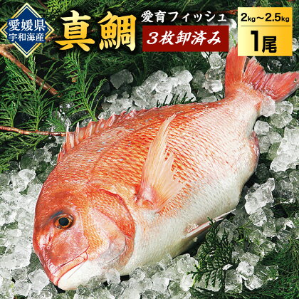 真鯛 1尾 3枚卸済み 2kg~2.5kg （原魚サイズ） 愛媛県宇和海産 愛育フィッシュ 養殖 マダイ 産地直送 煮つけ 酒蒸し 刺身 カルパッチョ 新鮮 魚介類 送料無料 (45)