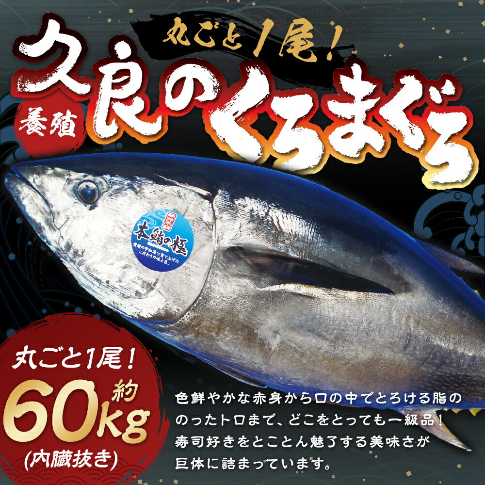 【ふるさと納税】久良のクロマグロ 丸ごと 1尾！（60kg 前後 内臓抜き） 養殖 本マグロ 本まぐろ まぐろ マグロ 鮪 赤身 トロ 魚 海鮮 刺身 冷蔵 お取り寄せ グルメ 愛媛県 送料無料 (293) 【えひめの町（超）推し！（愛南町）】【2024年9月上旬-2025年3月下旬まで発送予定】