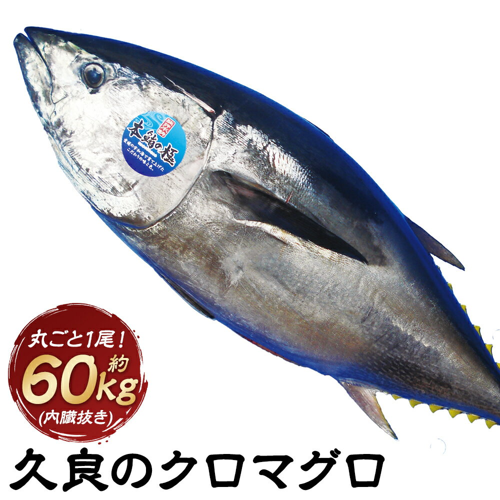 【ふるさと納税】久良のクロマグロ 丸ごと 1尾！（60kg 前後 内臓抜き） 養殖 本マグロ 本まぐろ まぐ..