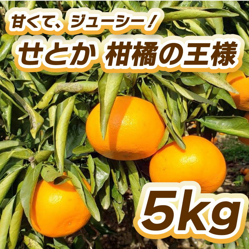 [松山市ふるさと納税] [[先行予約]せとか(瀬戸香)柑橘の王様 5kg [2月中旬〜3月中旬発送] 柑橘 果物 フルーツ せとか みかん 松山市 愛媛県