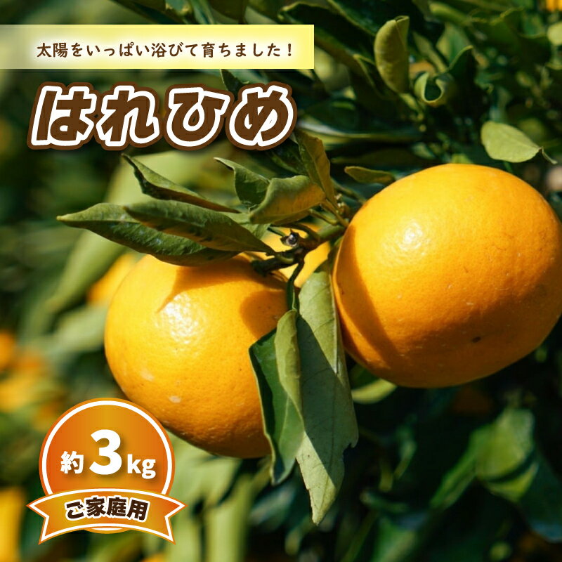 [12月中旬から発送] はれひめ (家庭用) 約3kg | 予約販売 みかん 柑橘 はれひめ 早期予約 蜜柑 みかん 愛媛県 松山市