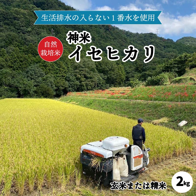 自然栽培米 "神米" イセヒカリ 2キロ 玄米または精米 |産地直送 国産 白米 ブランド米 ご当地 愛媛県 松山市