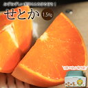 【ふるさと納税】 【先行予約】【2026年2月中旬〜4月上旬頃発送】 せとか 1.5kg(M〜3L)| 先行予約 せとか セトカ 柑橘 高級みかん 高級柑橘 み...