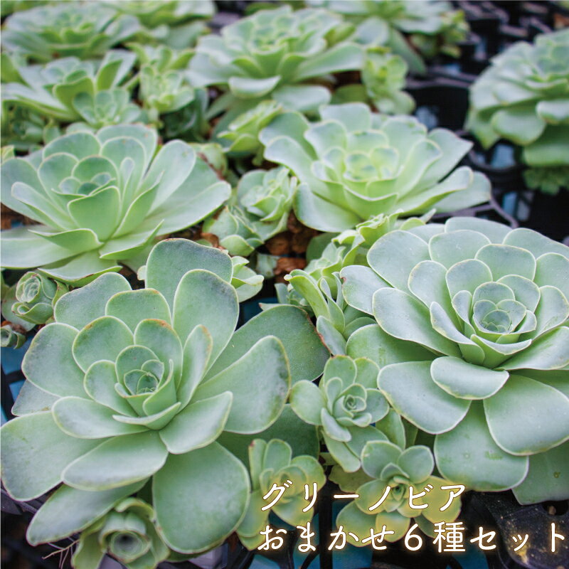 【ふるさと納税】多肉植物 グリーノビア 6種 おまかせセット (多肉植物 観葉植物 グリーノビア おまかせセット )