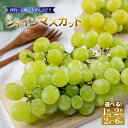 【ふるさと納税】 【伊台五明こうげんぶどう】シャインマスカット 約1kgから約2kg | シャインマスカット ぶどう 伊台五明こうげんぶどう 冷蔵 期間限定 愛媛県 松山市 ベジろう 送料無料(4)