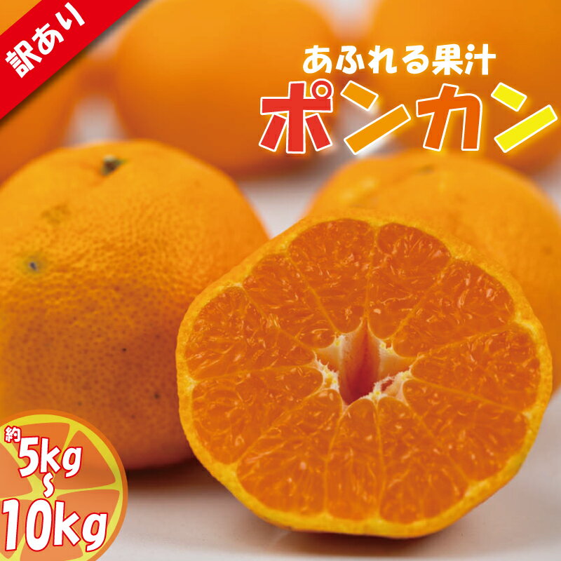 【ふるさと納税】 訳あり みかん 家庭用 ポンカン S〜2L玉 約5kg または 約10kg ( 訳あり みかん 訳あり柑橘 訳あり商品 ポンカン ぽんかん 甘平 の親品種 みかん 柑橘 松山 愛媛県 )のサムネイル