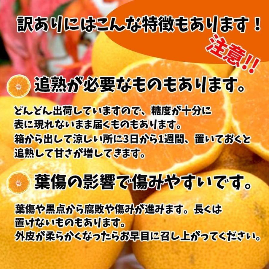 【ふるさと納税】 訳あり みかん 家庭用 ポンカン S〜2L玉 約5kg または 約10kg ( 訳あり みかん 訳あり柑橘 訳あり商品 ポンカン ぽんかん 甘平 の親品種 みかん 柑橘 松山 愛媛県 )