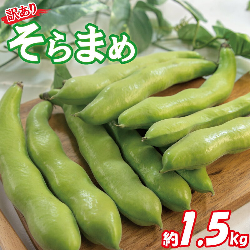 【期間限定】 訳あり そら豆 約1.5kg ( 訳あり 野菜 ソラマメ そらまめ 旬の野菜 松山 愛媛県 )