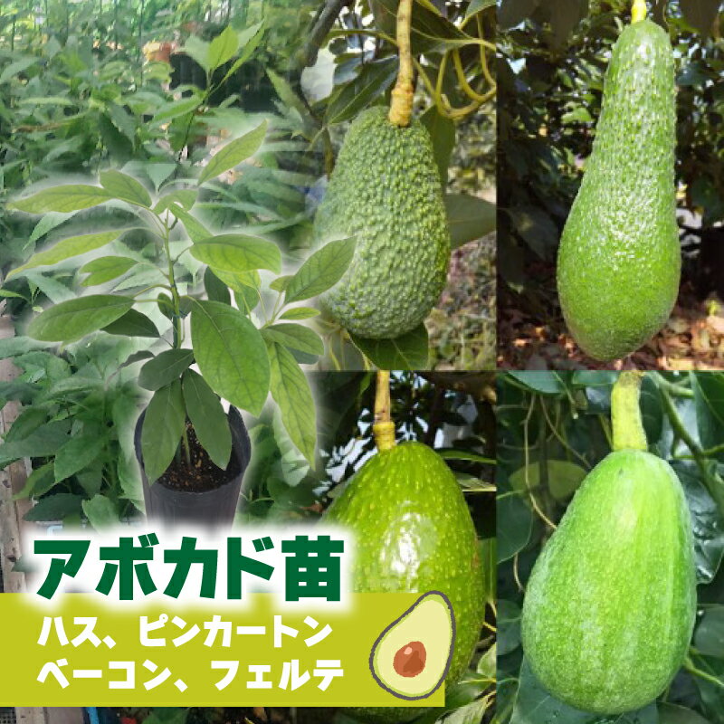 [選べる]アボカド接ぎ木苗 ハス ピンカートン ベーコン フェルテ 1年生中苗1本 |苗 ガーデニング 農業 家庭菜園 野菜 アボカド あぼかど 国産 アボカド サラダ アボカド 料理 アボカド 健康 アボカド 森のバター 愛媛県 松山市